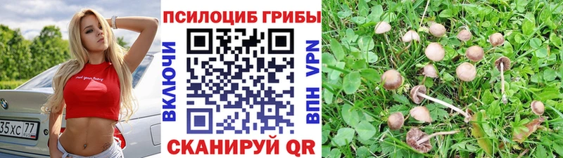 как найти закладки  Тайга  Псилоцибиновые грибы Psilocybine cubensis 